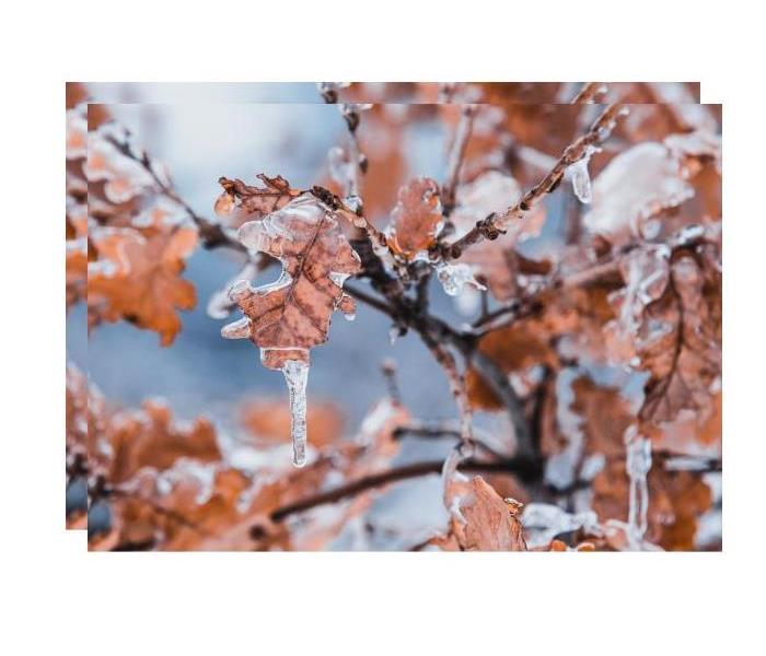 Fall leaves covered in ice